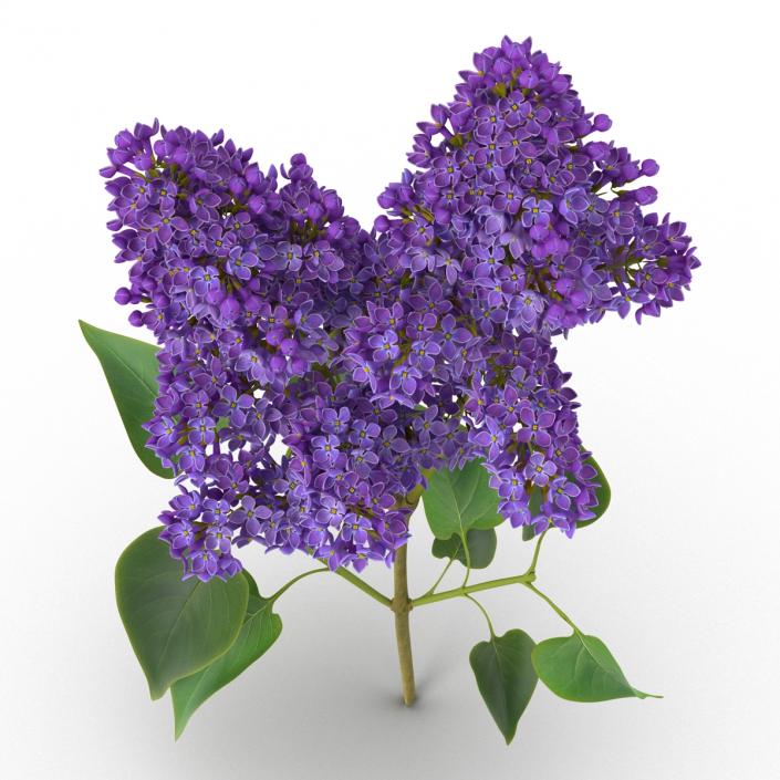 3D model Syringa Lilac 2