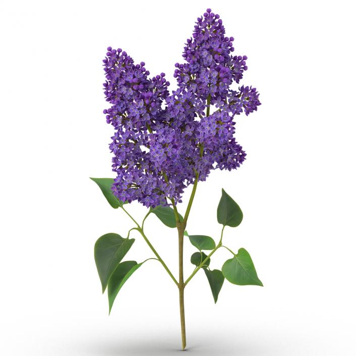 3D model Syringa Lilac 2