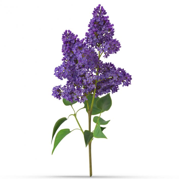 3D model Syringa Lilac 2