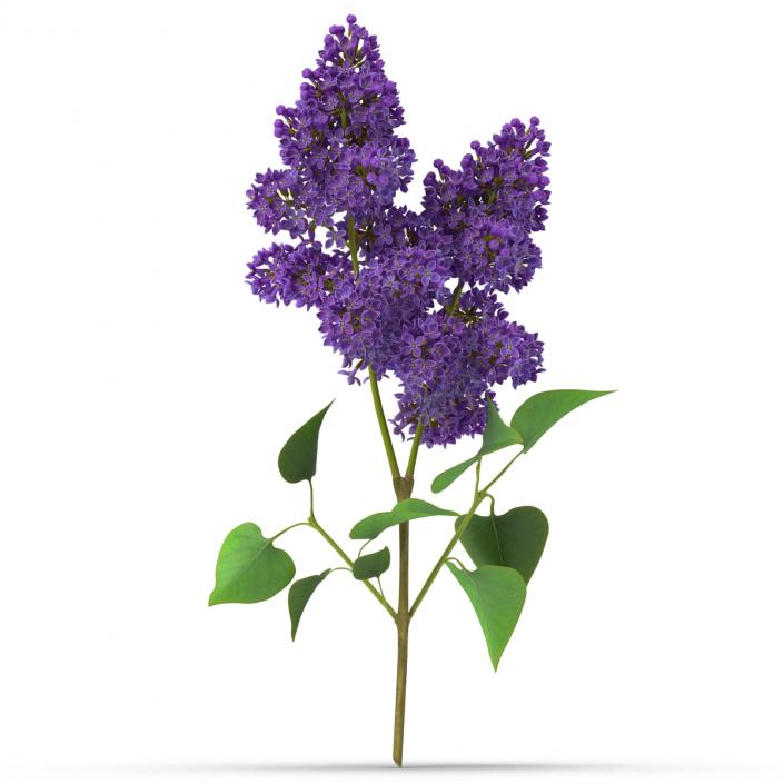 3D model Syringa Lilac 2