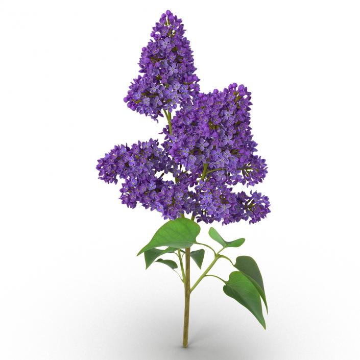 3D model Syringa Lilac 2