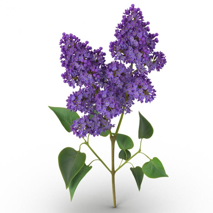 3D model Syringa Lilac 2