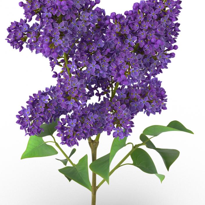 3D model Syringa Lilac 2