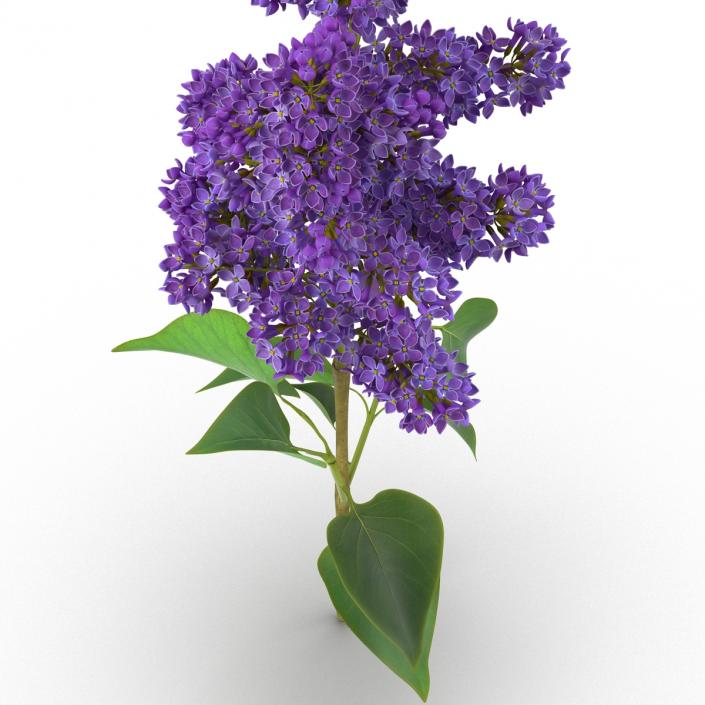 3D model Syringa Lilac 2