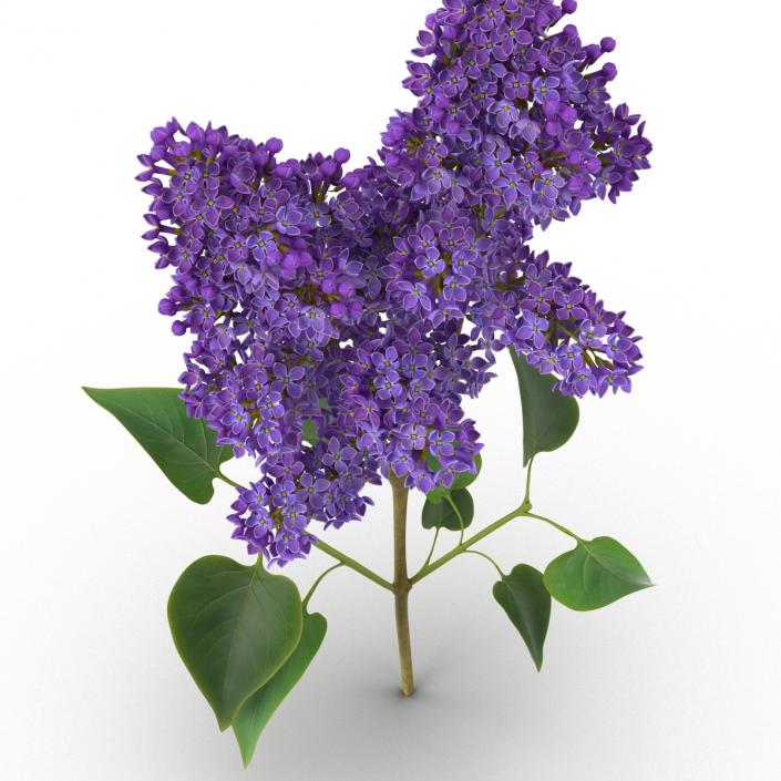 3D model Syringa Lilac 2