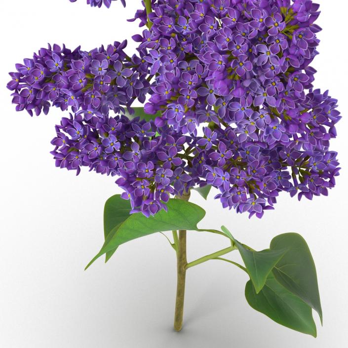 3D model Syringa Lilac 2