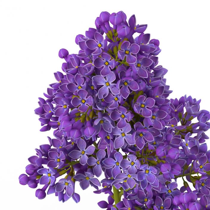 3D model Syringa Lilac 2