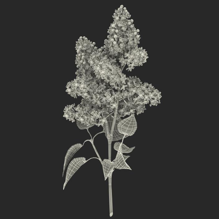 3D model Syringa Lilac 2