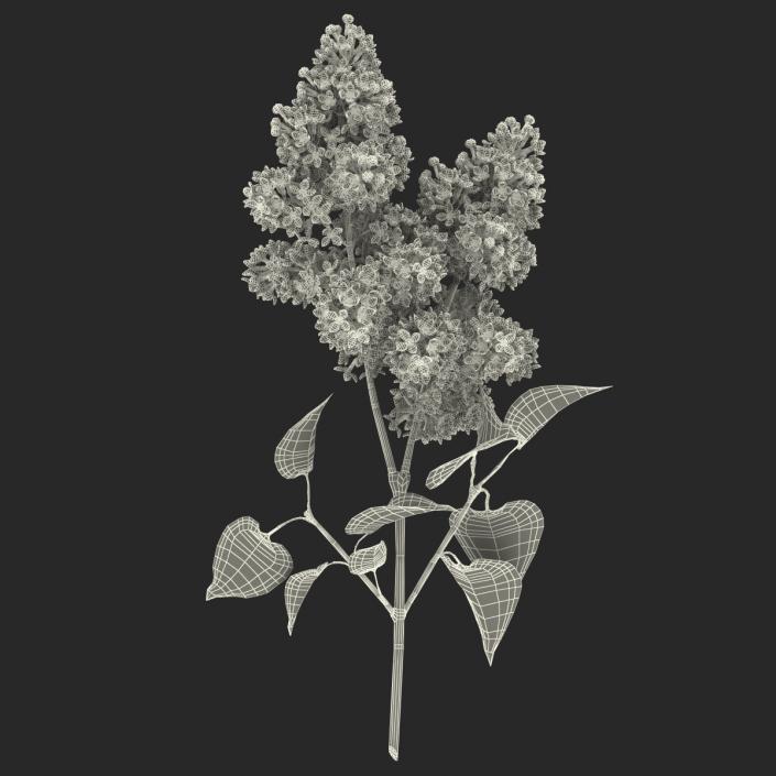 3D model Syringa Lilac 2