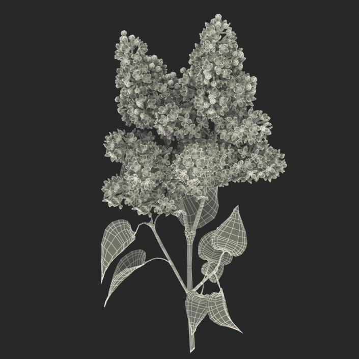 3D model Syringa Lilac 2