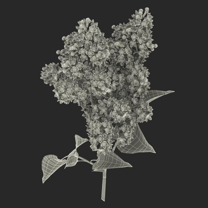 3D model Syringa Lilac 2