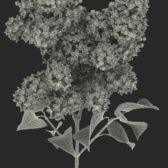 3D model Syringa Lilac 2