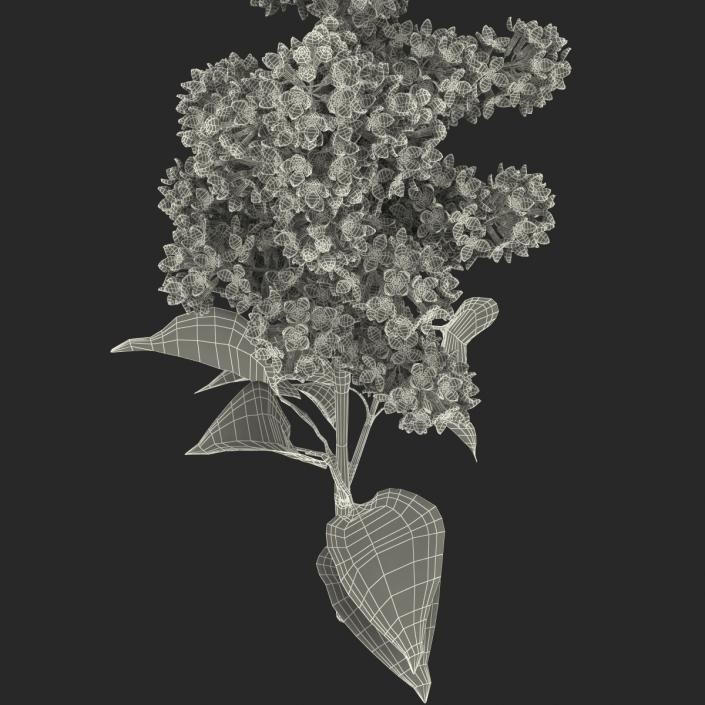 3D model Syringa Lilac 2