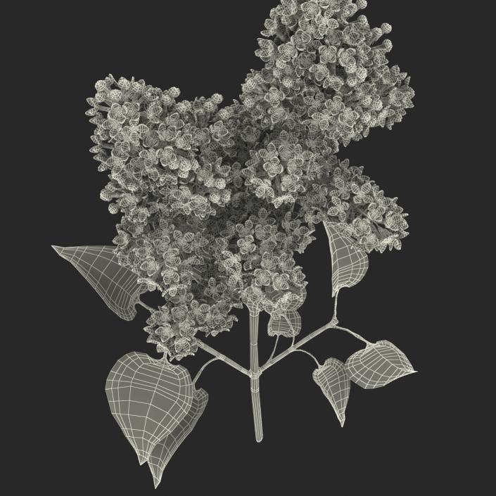 3D model Syringa Lilac 2