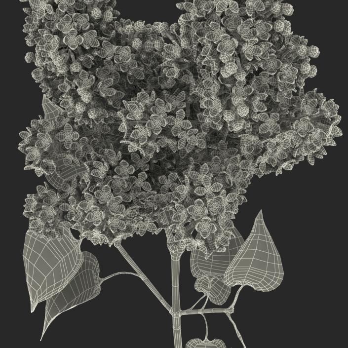 3D model Syringa Lilac 2