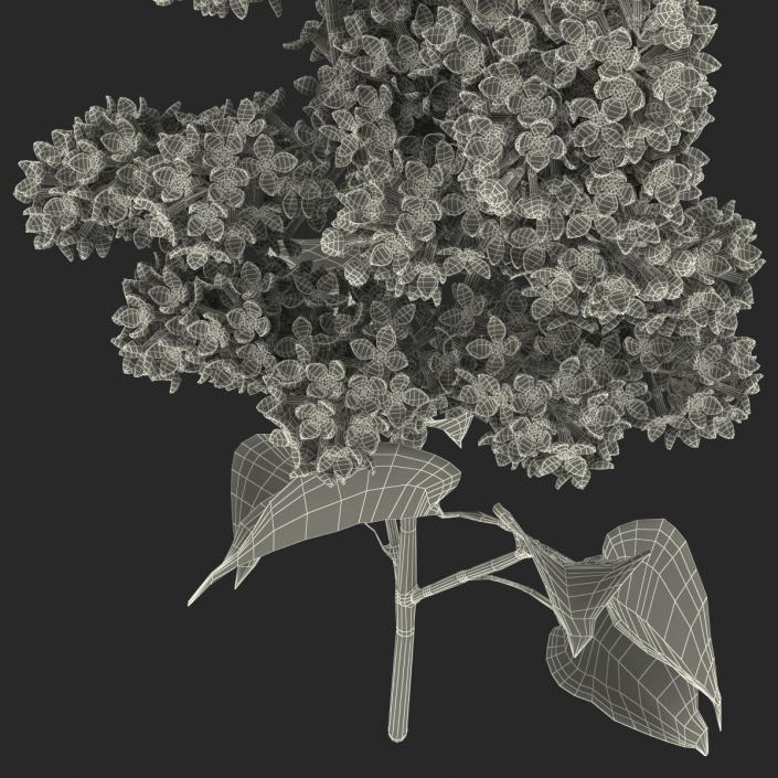 3D model Syringa Lilac 2