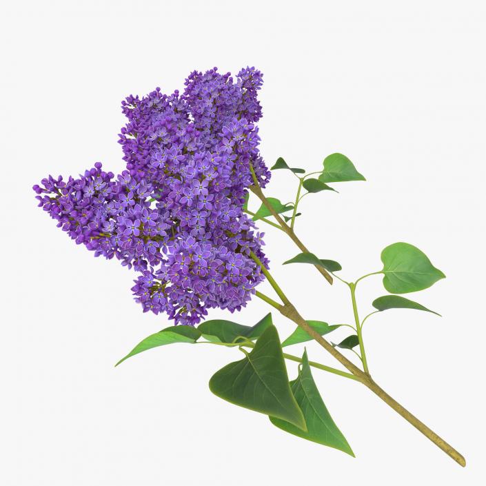 3D model Syringa Lilac 3