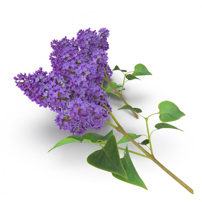 3D model Syringa Lilac 3