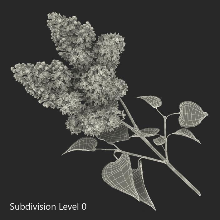 3D model Syringa Lilac 3