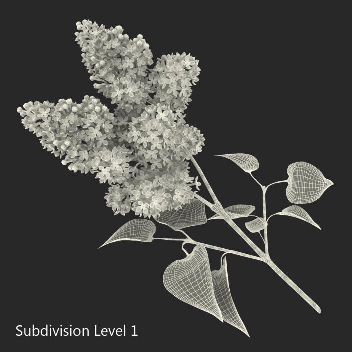 3D model Syringa Lilac 3