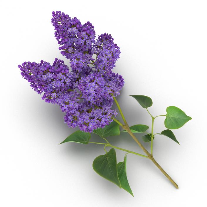 3D model Syringa Lilac 3