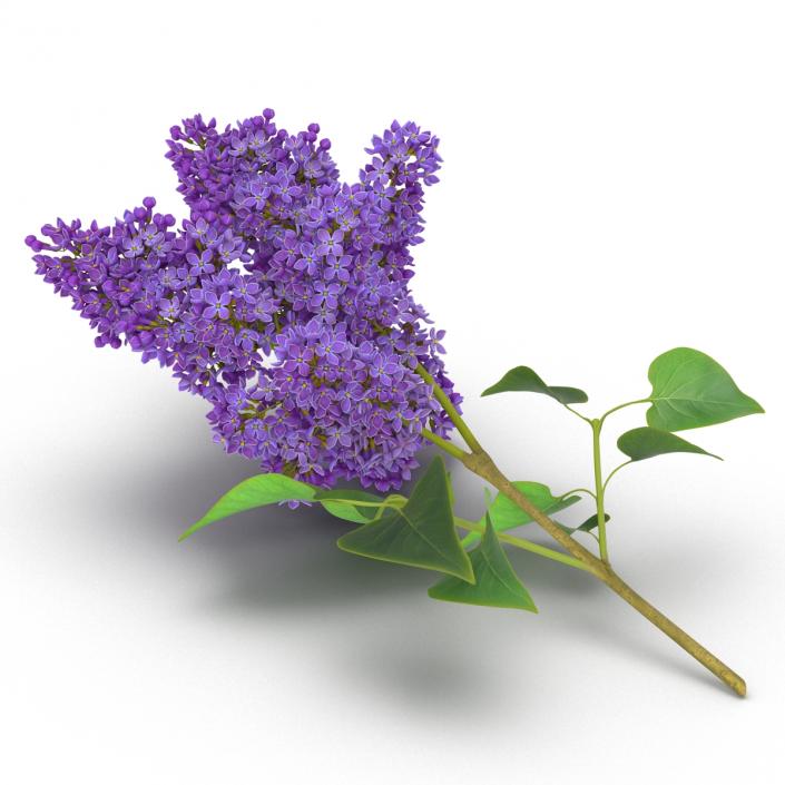 3D model Syringa Lilac 3