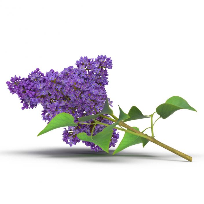 3D model Syringa Lilac 3