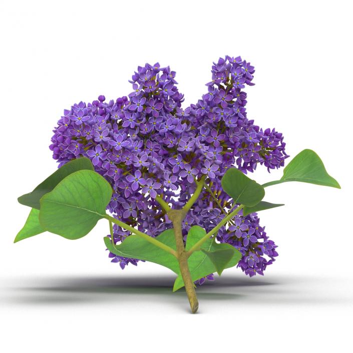 3D model Syringa Lilac 3