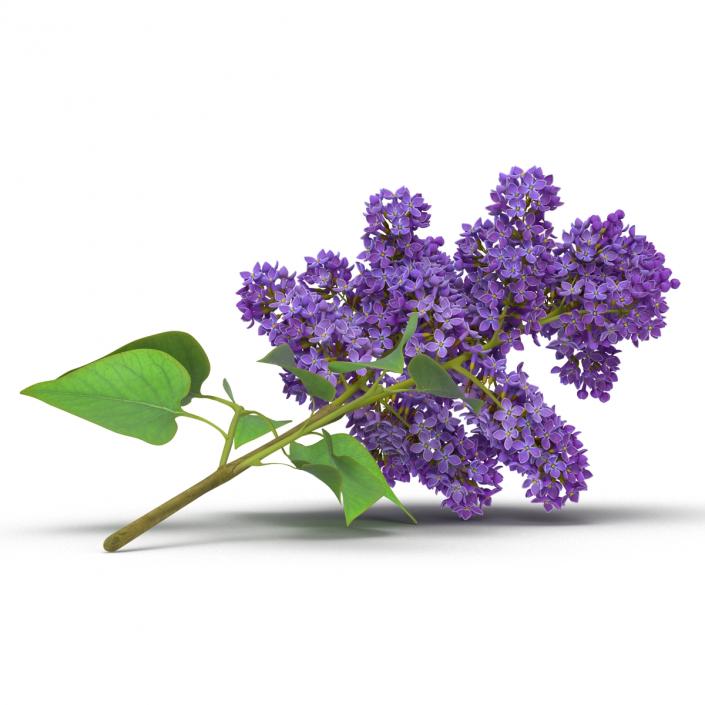 3D model Syringa Lilac 3