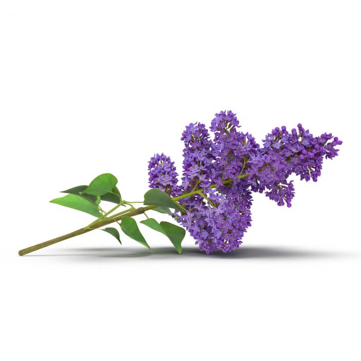 3D model Syringa Lilac 3