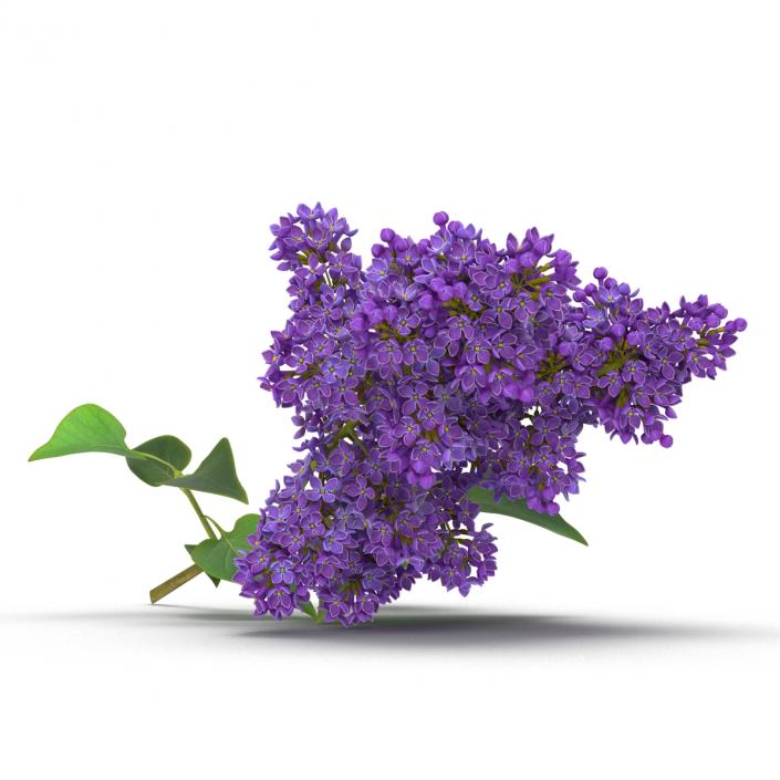 3D model Syringa Lilac 3