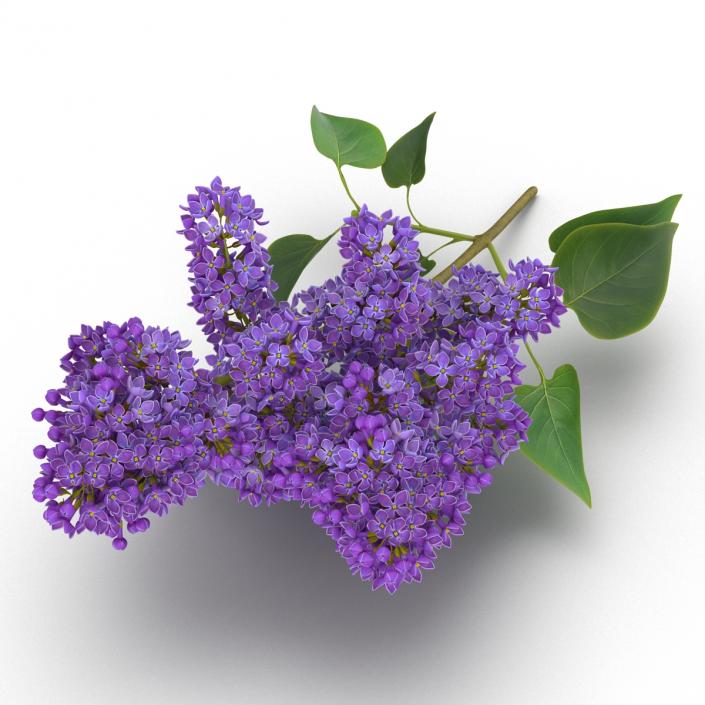 3D model Syringa Lilac 3