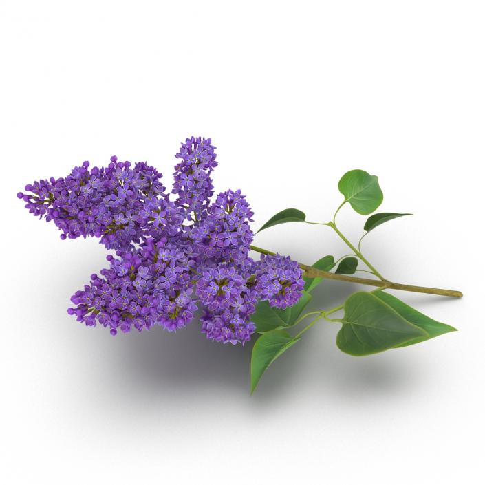 3D model Syringa Lilac 3