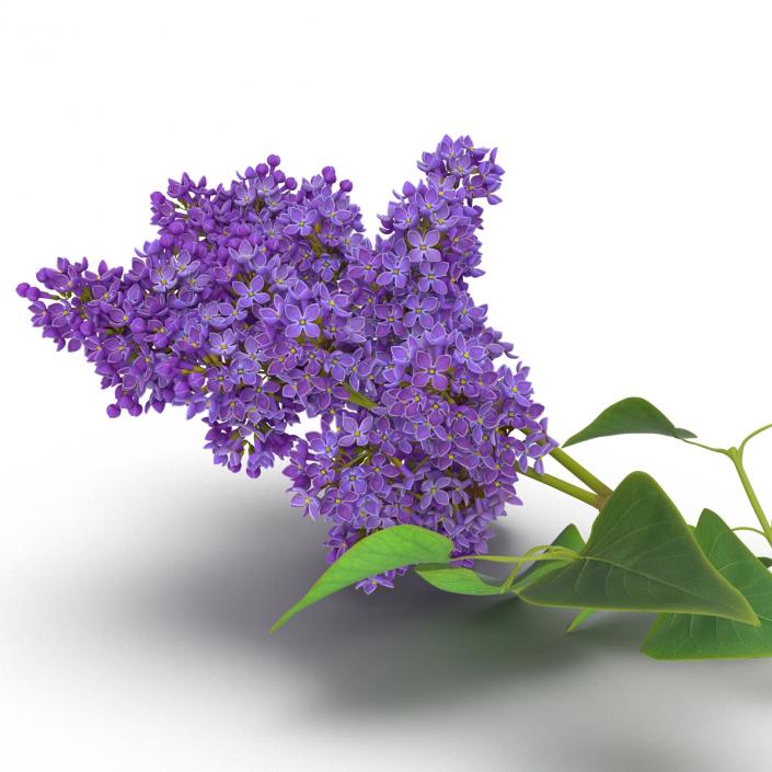 3D model Syringa Lilac 3