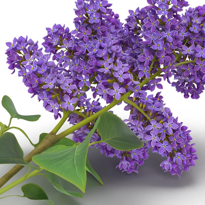 3D model Syringa Lilac 3