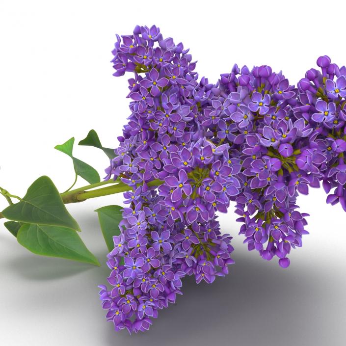 3D model Syringa Lilac 3