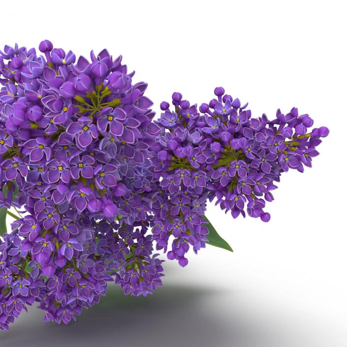 3D model Syringa Lilac 3