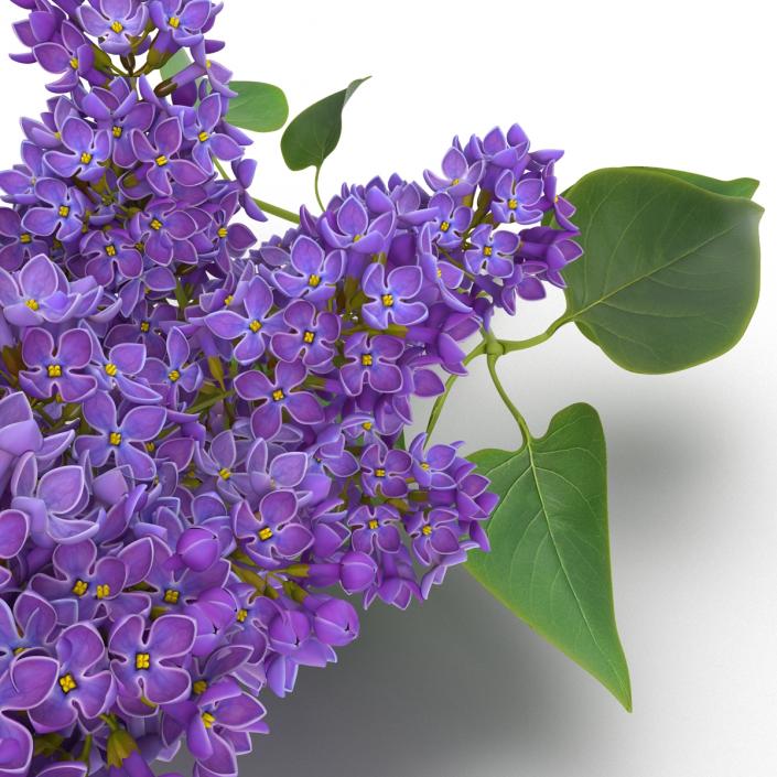 3D model Syringa Lilac 3