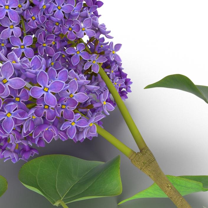 3D model Syringa Lilac 3