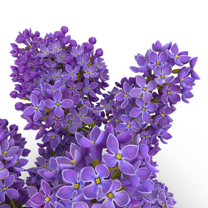 3D model Syringa Lilac 3