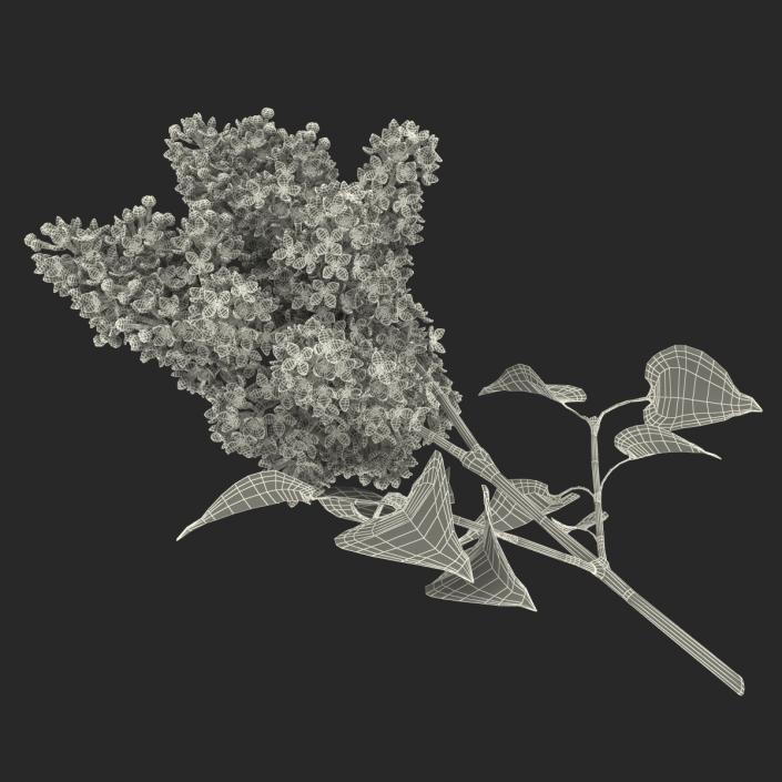 3D model Syringa Lilac 3