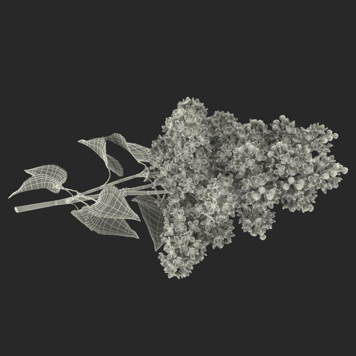 3D model Syringa Lilac 3