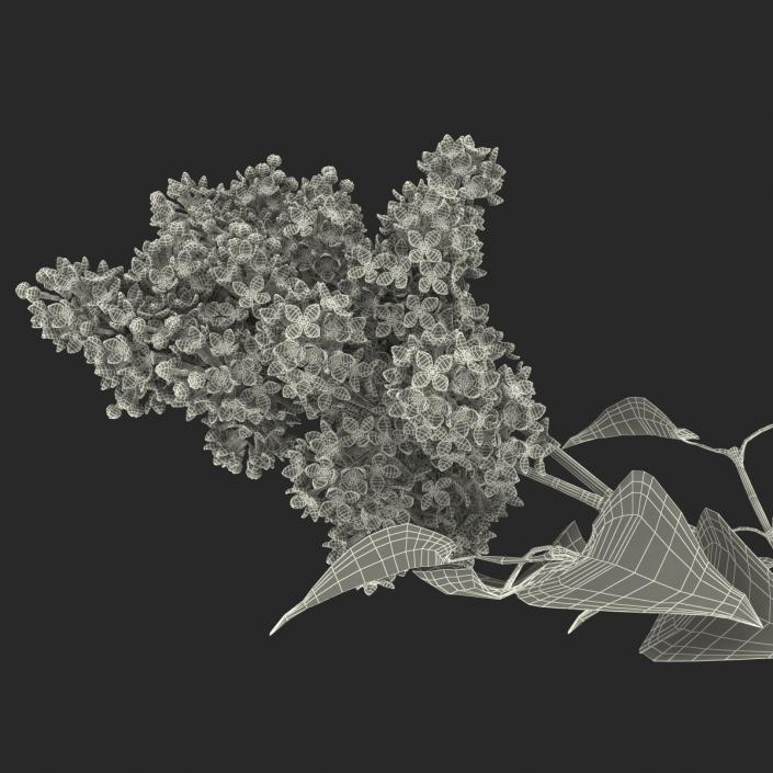 3D model Syringa Lilac 3