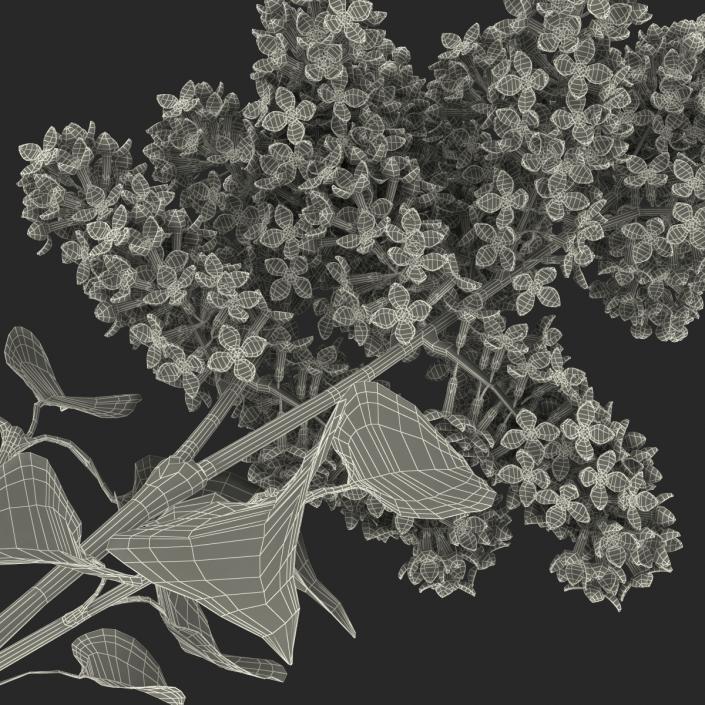 3D model Syringa Lilac 3