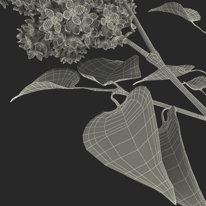 3D model Syringa Lilac 3