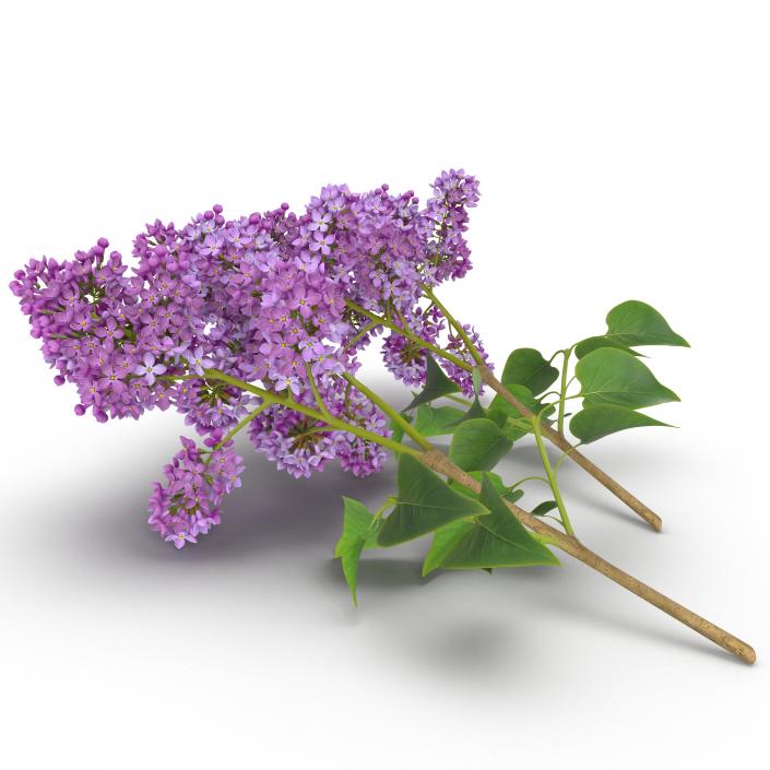 3D model Syringa Lilac 4