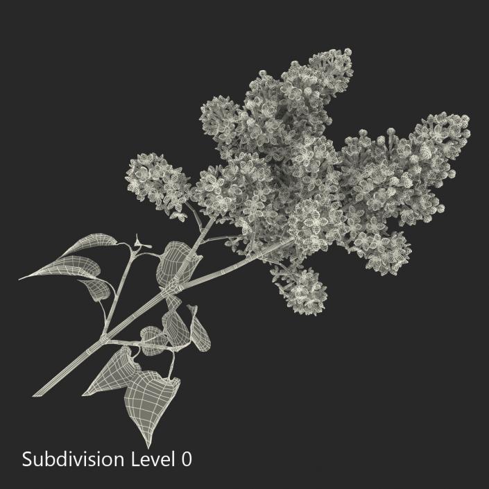 3D model Syringa Lilac 4