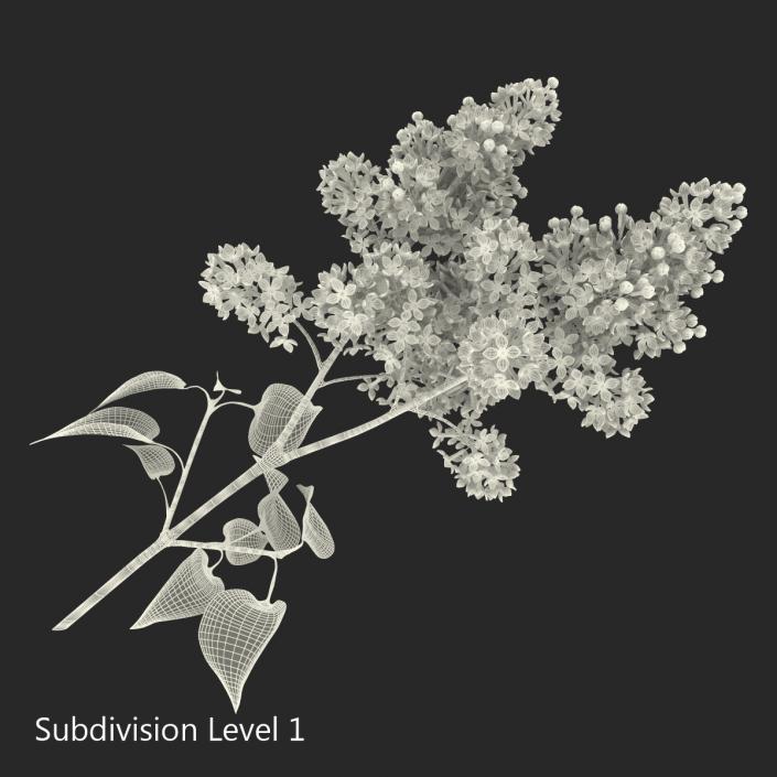 3D model Syringa Lilac 4