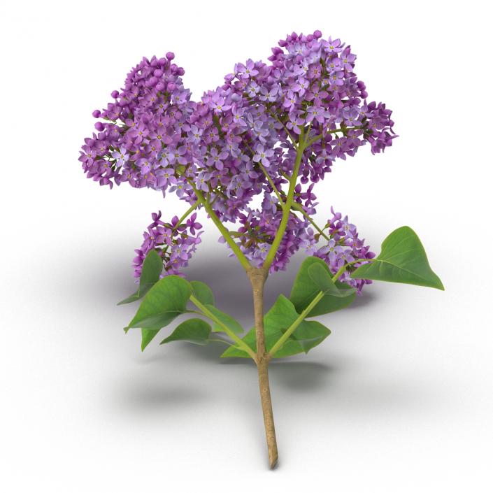 3D model Syringa Lilac 4