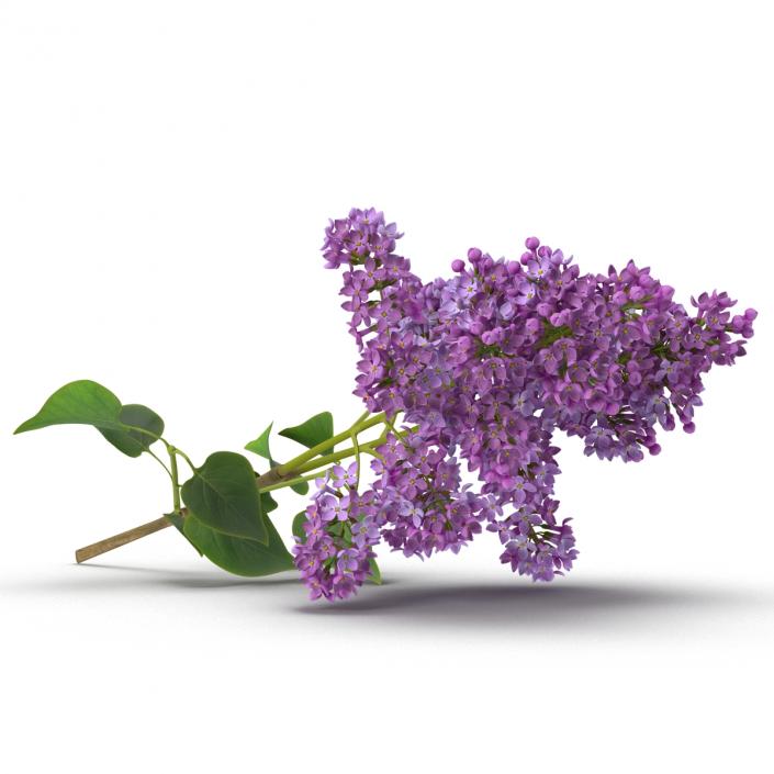 3D model Syringa Lilac 4